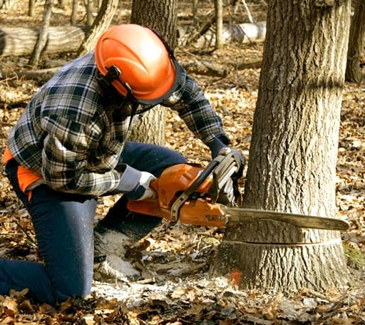 Tree Removal in New Haven, IL